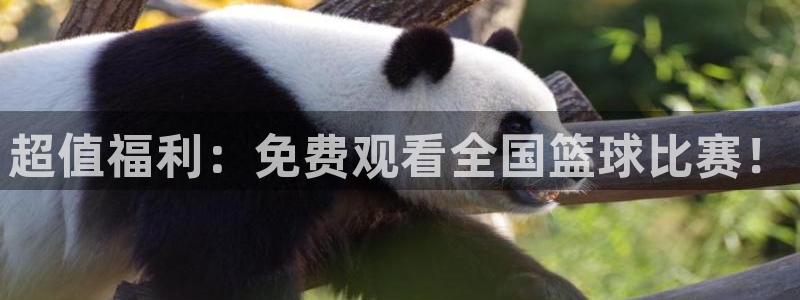 超值福利：免费观看全国篮球比赛！